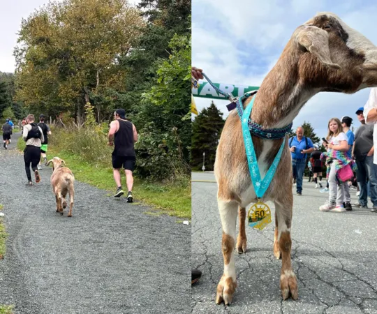 羊咩咩加入半馬路跑。（圖／翻攝自臉書@Town of Conception Bay South）