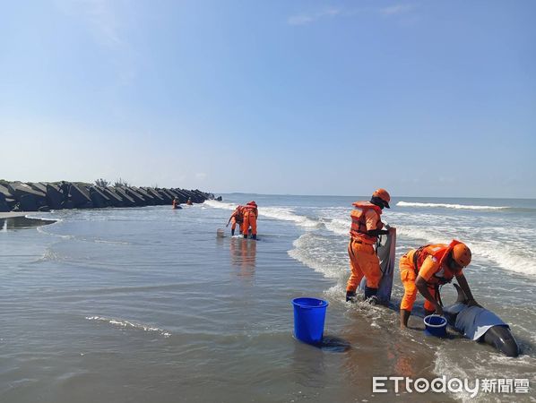 ▲▼台南青山4隻海豚集體擱淺，海巡動員急搶救             。（圖／記者吳世龍翻攝）