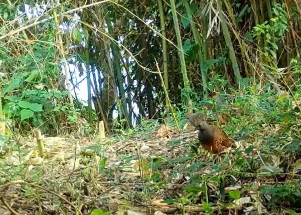 ▲石虎驚喜現蹤！果園變野生動物天堂　友善棲地營造初見成效。（圖／翻攝自政府單位／農業部林業及自然保育署）