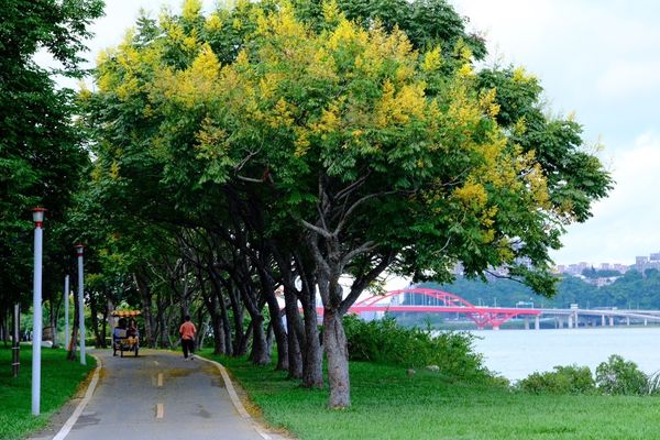 ▲八里左岸河濱公園（關渡大橋前至漫步廣場）等地沿線，都能親見花樹綻放的風采。（圖／高灘處提供）