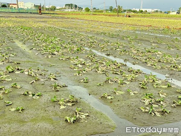 ▲▼高雄山陀兒農損破9千萬，梓官區蔬菜泡水腐爛、大寮區香蕉倒伏、大社區芭樂倒伏。（圖／記者賴文萱翻攝）