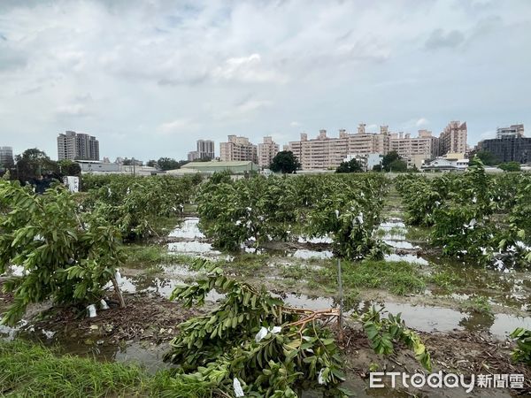 ▲▼高雄山陀兒農損破9千萬，梓官區蔬菜泡水腐爛、大寮區香蕉倒伏、大社區芭樂倒伏。（圖／記者賴文萱翻攝）