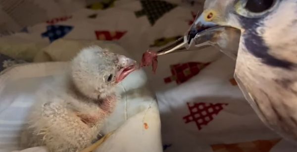 ▲預防紅隼寶寶把人類當媽　野生動物救援中心發明一「餵食神器」。（圖／翻攝自YouTube／WildlifeCenterVA）