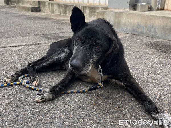 再見了大仙草！15歲老狗住收容所6年　身體惡化在志工陪伴下善終（圖／新北市動保處提供。）