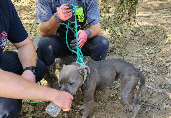 ▲颱風後搜救犬工作「突狂吠」　助隊員發現樹上受困黑狗。（圖／翻攝自Facebook／Kingsport Fire Department ）