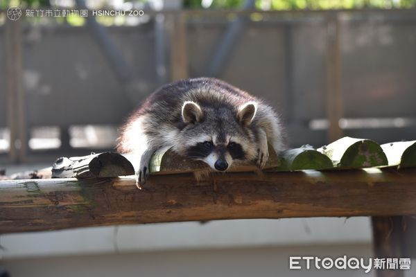 ▲（圖／翻攝自Facebook／新竹市立動物園）