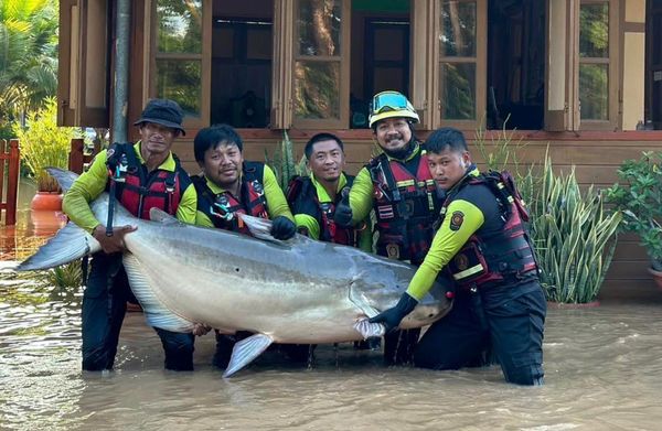 ▲清邁巨型湄公河鯰魚水災後現身　飼主決定將牠捐給救援隊。（圖／翻攝自Facebook／Wi Sang）