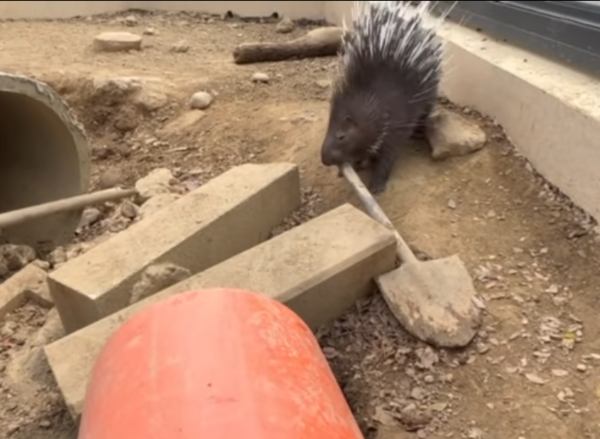 小芋頭偷鏟子。（圖／翻攝自壽山動物園）