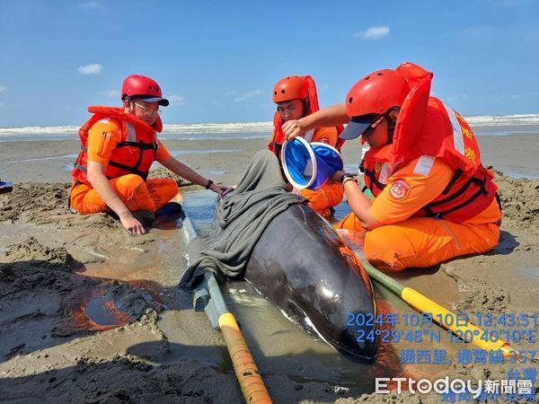 ▲▼      苗栗通宵驚豚擱淺       。（圖／記者楊永盛翻攝）