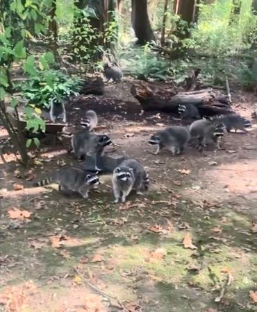 ▲近百隻「浣熊大軍」突現身後院討食　美國屋主嚇壞報警。（圖／翻攝自X／Kitsap Sheriff）