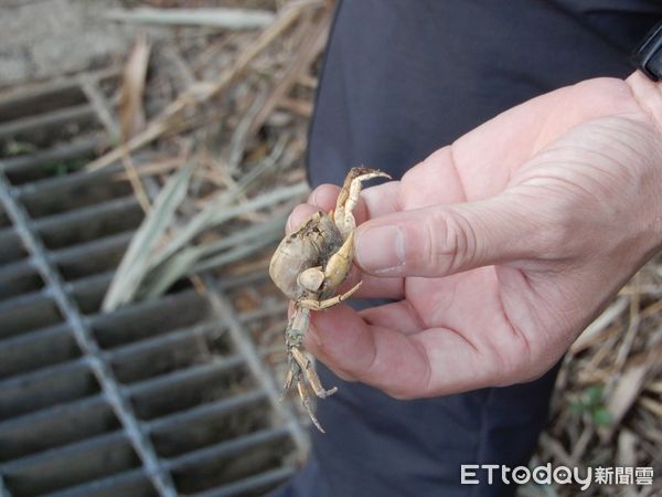 ▲新北超萌警示牌「有穿山甲、螃蟹圖」　提醒讓動物平安回家防路殺（圖／新北市政府農業局提供）