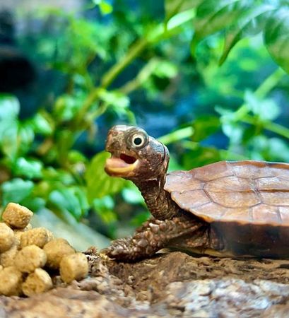 ▲黑胸葉幼龜吃飯誤咬手指飼主痛呼　鬆開後「皮膚泛白」留咬痕。（圖／翻攝自Facebook／Garden State Tortoise ）