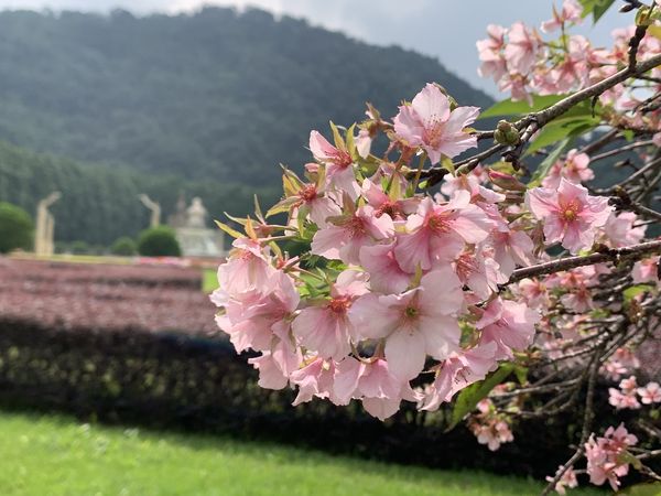 ▲南投「九族文化村」內的枝垂櫻開出零星花朵，園區將在明（12日）起首次推出「部落花季－秋之盛典」活動。（圖／九族文化村提供）