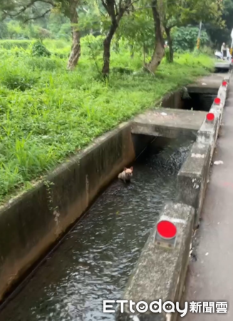 情侶驚見「法鬥受困大排水溝」　牠獲救後外套擦身「臉色凝重」（圖／網友ys.o98提供，請勿隨意翻拍，以免侵權。）