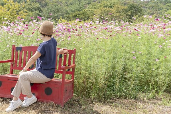 ▲▼世羅高原農場Flower Village 花夢之里。（圖／廣島縣世羅町提供）