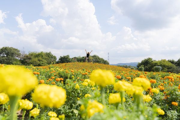 ▲▼世羅高原農場初戀之丘。（圖／廣島縣世羅町提供）