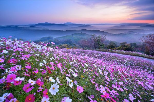 ▲▼花站世羅園區山丘上早晨還有機會出現罕見的雲海景色。（圖／廣島縣世羅町提供）