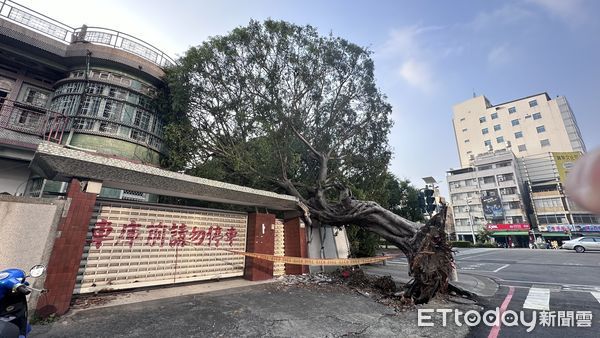 ▲▼光洋起家厝「安全帽榕樹」被山陀兒摧毀… 樹醫生曝救不回原因。（圖／記者賴文萱攝）