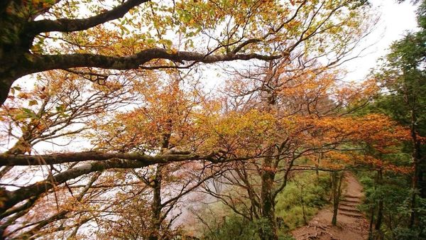 ▲▼宜蘭太平山台灣山毛櫸步道。（圖／林保署宜蘭分署提供）