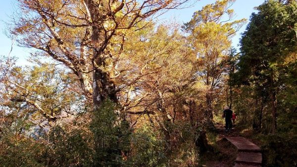 ▲▼宜蘭太平山台灣山毛櫸步道。（圖／林保署宜蘭分署提供）