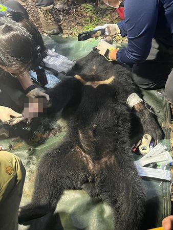 屏東科技大學保育類野生動物收容中心執行檢傷救傷工作。（林保署屏東分署提供）