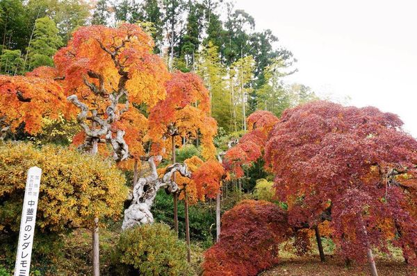 ▲▼福島中釜戶枝垂紅葉樹。（圖／磐城市觀光網站）