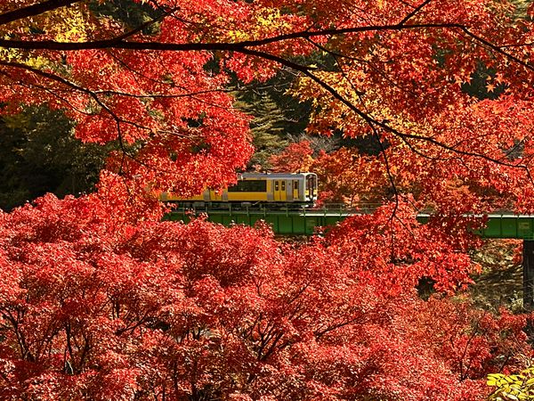 ▲▼福島矢祭山公園。（圖／日本旅遊推廣中心提供）