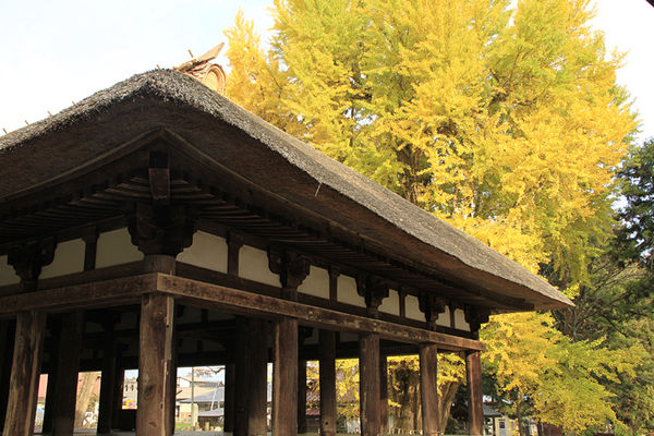 ▲▼新宮熊野神社長床大銀杏。（圖／福島縣觀光復興推進委員會）