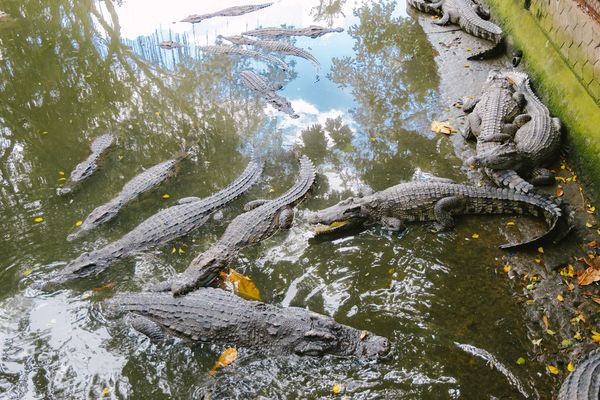 ▲▼湄公河美食餐廳 khu du lich con phung ben tre – Con Phung，體驗釣鱷魚還有品味傳說站立的魚。（黑皮提供）