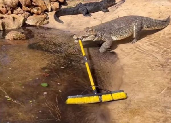 ▲佛州動物園古巴鱷當「清潔工」　嘴咬刷子幫忙打掃自己家。（圖／翻攝自Instagram／gatorland_orlando）