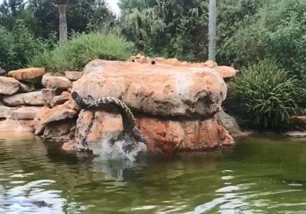 ▲佛州動物園古巴鱷當「清潔工」　嘴咬刷子幫忙打掃自己家。（圖／翻攝自Instagram／gatorland_orlando）