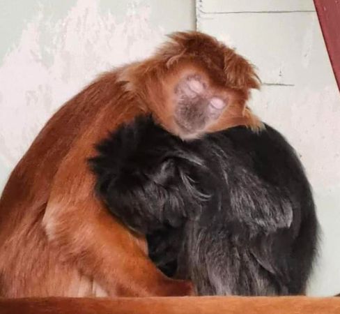 ▲英國28歲高齡獨眼猴奶奶　成為世上最老烏葉猴。（圖／翻攝自Facebook／Monkey Haven）