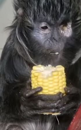 ▲英國28歲高齡獨眼猴奶奶　成為世上最老烏葉猴。（圖／翻攝自Facebook／Monkey Haven）