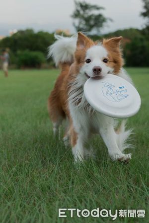 ▲邊境牧羊犬布布。（圖／IG@mygoldenpartner提供，請勿隨意翻拍，以免侵權。）