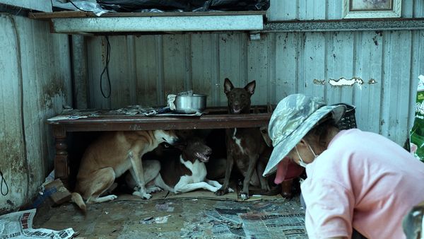 ▲▼毛孩子的家遭颱風吹垮，屏東狗園主人楊媽媽淚崩。（圖／臺灣動物緊急救援推廣協會提供）