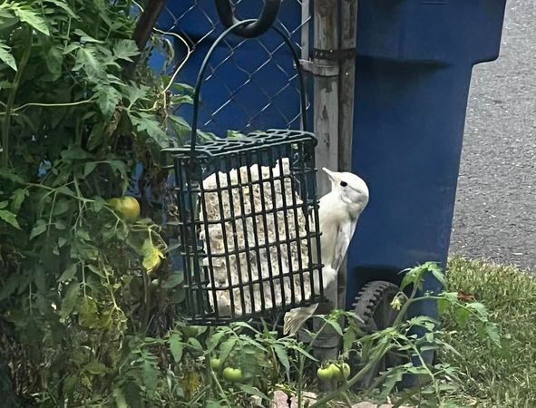 ▲美國女性在家裝設餵鳥器　吸引稀有白化啄木鳥前來造訪。（圖／翻攝自Facebook／Amanda Refalo）