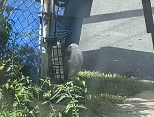 ▲美國女性在家裝設餵鳥器　吸引稀有白化啄木鳥前來造訪。（圖／翻攝自Facebook／Amanda Refalo）