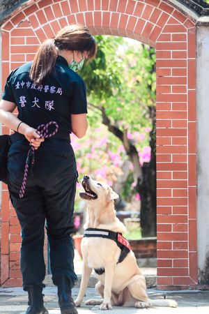 ▲退役警犬開放認養。（圖／翻攝自Facebook／臺中市政府警察局刑事警察大隊）