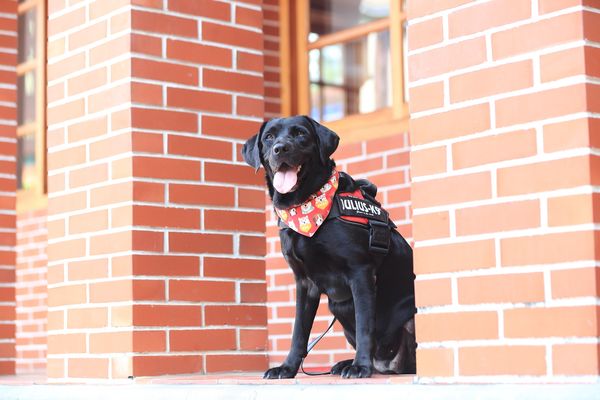 ▲退役警犬開放認養。（圖／翻攝自Facebook／臺中市政府警察局刑事警察大隊）