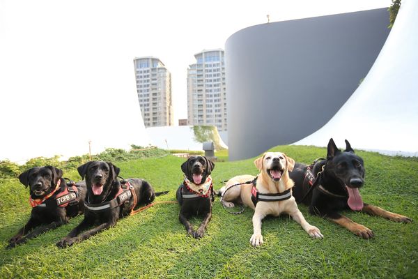 台中4隻退役警犬找新家　「水餃妹妹」乖乖牌、Candy是無辜大胃王