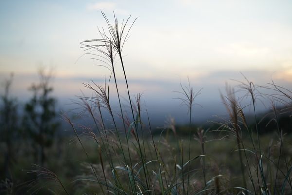 ▲▼早聽聞芒花似雪，但沒想到初秋的「界霧島」會如此夢幻，搭乘纜車緩緩穿過霧島高原，踩在芒花搖曳的小徑去泡湯的過程，是一種秋日限定的浪漫。（圖／部落客妮可魯的飛行日記授權提供，勿擅自翻攝）