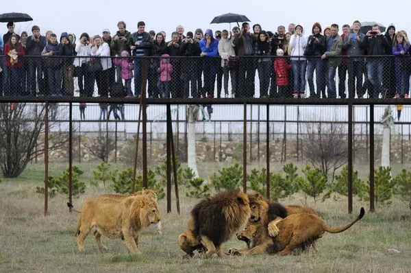 ▲▼克里米亞動物園Crimea Taigan Safari Park,獅子。（圖／達志影像／美聯社）