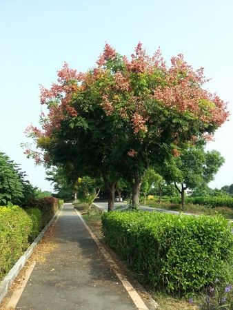 ▲早年彰化東螺溪樹下遭吊掛貓屍。（圖／翻攝自溪湖人俱樂部）