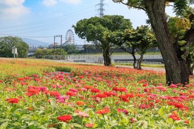 5百坪百日草花海在北投！美到11月底