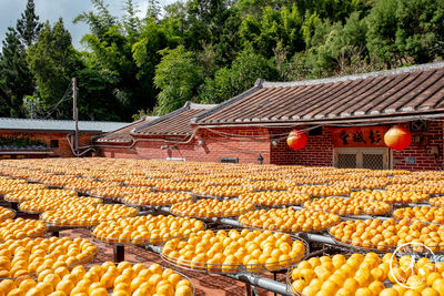 九降風下的黃金柿海！新竹免門票農園