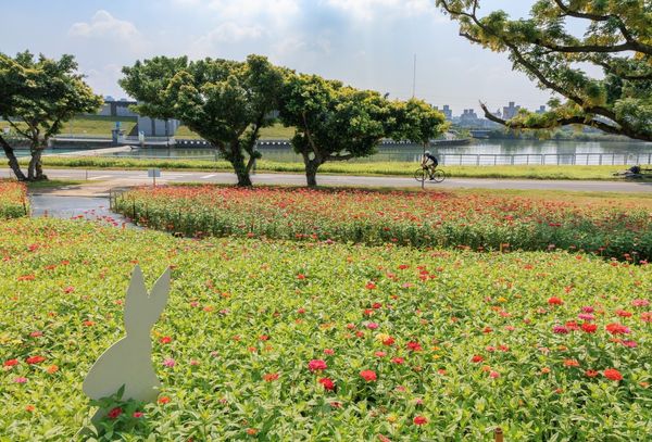 ▲北投「河雙21號河濱公園」迎來百日草盛開。（圖／北市水利處提供）