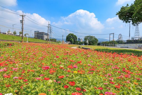 ▲北投「河雙21號河濱公園」迎來百日草盛開。（圖／北市水利處提供）