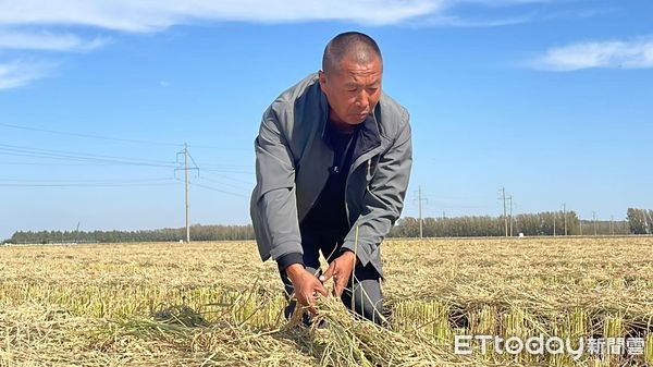 ▲▼黑龍江、稻米、無东谈主科技農業、無东谈主收割、無东谈主插秧、北大荒            。（圖／記者任以芳攝）