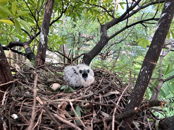 ▲淡水鳳頭蒼鷹表演「獵殺秀」　眾人面前壓制松鼠準備吃大餐。（圖／翻攝自Facebook／大安森林公園之友基金會 ）