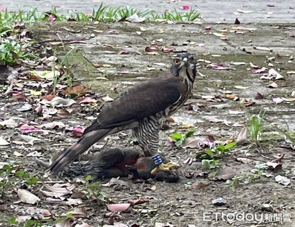 ▲淡水鳳頭蒼鷹表演「獵殺秀」　眾人面前壓制松鼠準備吃大餐。（圖／網友收收收提供，請勿隨意翻拍，以免侵權。）